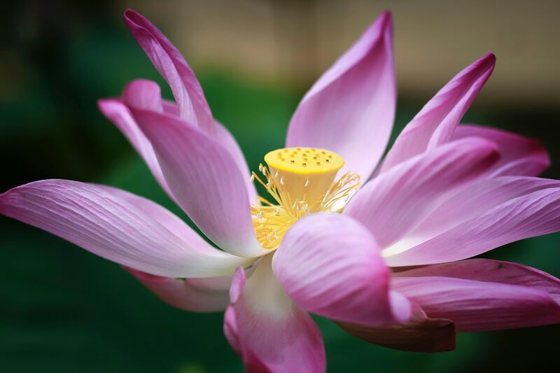 Longevity-Retreat